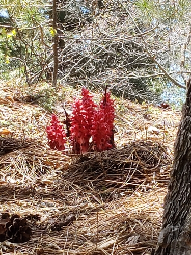 iNaturalist observation photo of Snowplant
