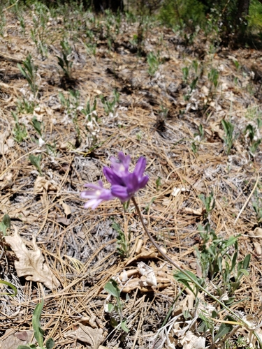 iNaturalist observation photo of blue dicks