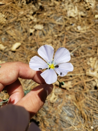 iNaturalist observation photo of Lewis flax
