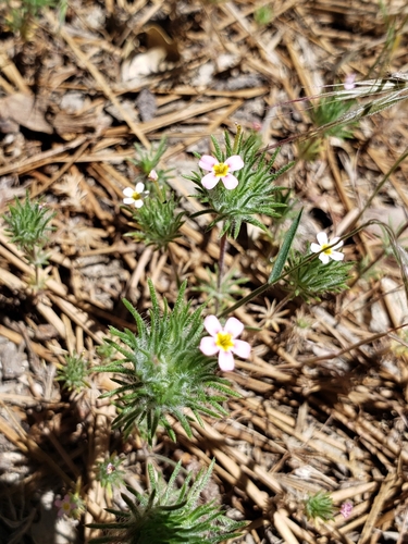 iNaturalist observation photo of Whiskerbrush