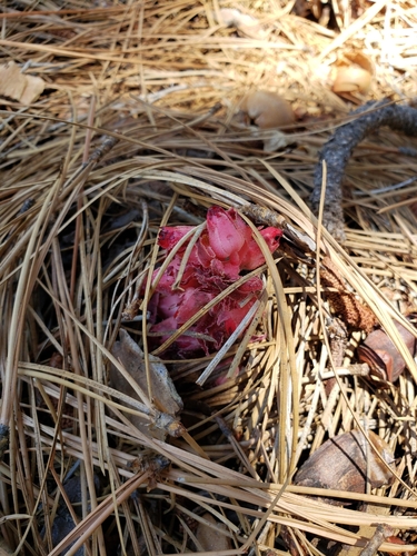 iNaturalist observation photo of Snowplant