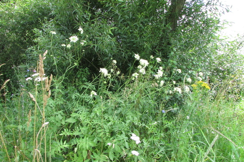 Cephalaria litvinovii, photograph 4