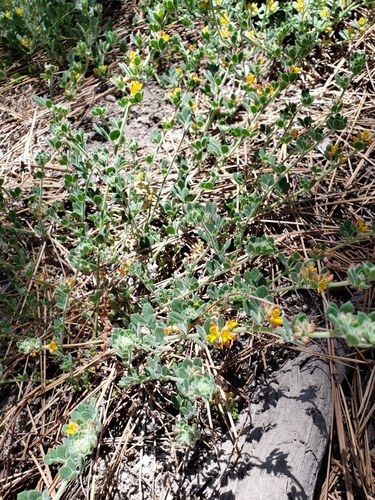iNaturalist observation photo of Heermann's Lotus