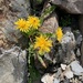 Taraxacum brachyphyllum - Photo (c) 岸本年郎,  זכויות יוצרים חלקיות (CC BY), הועלה על ידי 岸本年郎