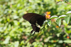 Papilio polytes cyrus