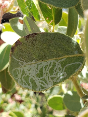 iNaturalist observation photo of Madrone Skin Miner