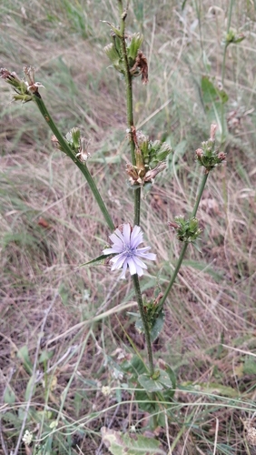 chicory