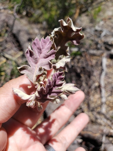 iNaturalist observation photo of California black oak