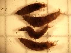 Tabanomorpha