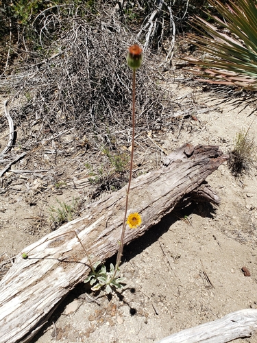 iNaturalist observation photo of pumice alpinegold