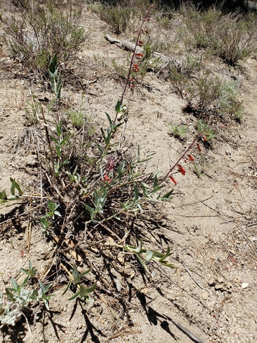 iNaturalist observation photo of scarlet bugler