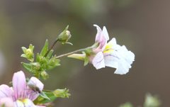 Nemesia silvatica