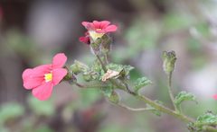 Jamesbrittenia breviflora