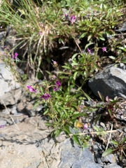 Veronica schmidtiana, photograph (c) 岸本年郎, some rights reserved (CC BY)