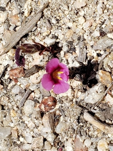 iNaturalist observation photo of Diplacus sect. Eunanus