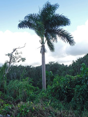 Roystonea borinquena