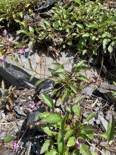 Veronica schmidtiana, photograph 6
