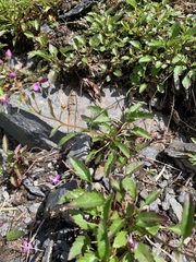 Veronica schmidtiana, photograph (c) 岸本年郎, some rights reserved (CC BY)