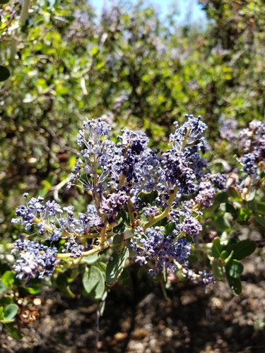 iNaturalist observation photo of chaparral whitethorn