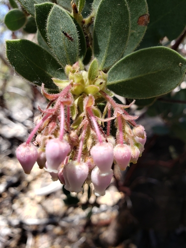 iNaturalist observation photo of California Pinkbract Manzanita