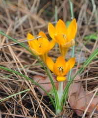 Crocus graveolens