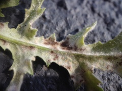 Neoerysiphe kerribeeensis