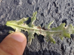 Neoerysiphe kerribeeensis