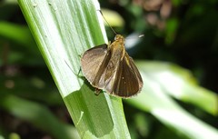 Cobalopsis miaba