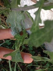 Phytomyza syngenesiae