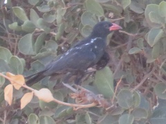 Bubalornis niger