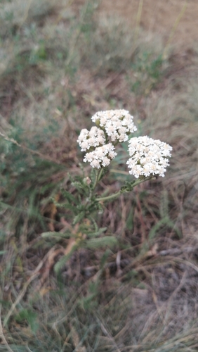 common yarrow