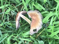 Coprinellus plagioporus