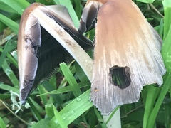 Coprinellus plagioporus