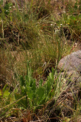 Senecio hochstetteri image