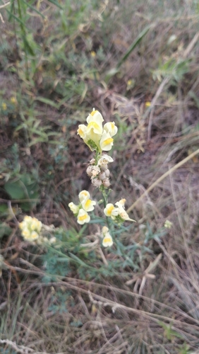 common toadflax