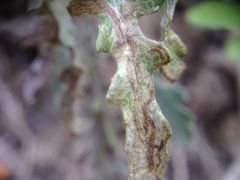 Stigmella ogygia