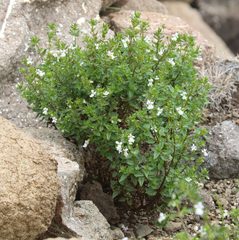 Nemesia silvatica