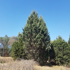 Cupressus guadalupensis