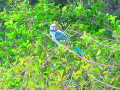 Psittacula columboides