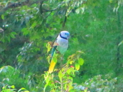 Psittacula columboides