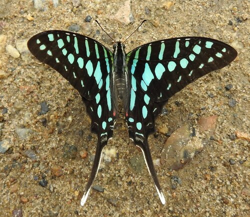 Small Striped Swordtail