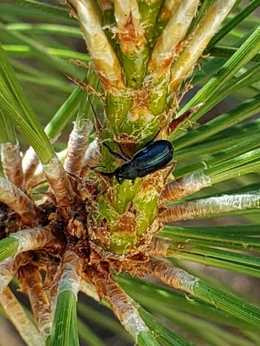 iNaturalist observation photo of Magdalis