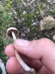 Conocybe apala albipes