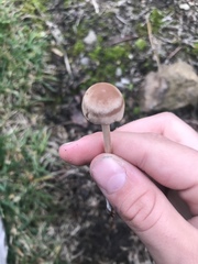 Conocybe apala albipes