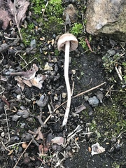 Conocybe apala albipes