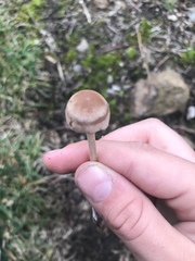 Conocybe apala albipes