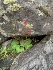 Micranthes fusca, photograph 岸本年郎, CC BY, iNaturalist via GBIF