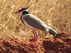 Vanellus tectus