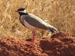 Vanellus tectus