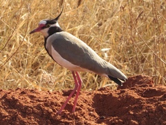 Vanellus tectus